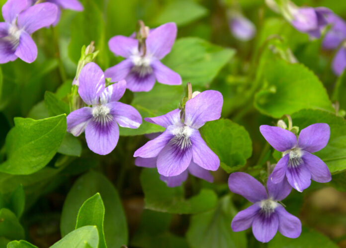 Veilchen (Viola) Veilchen (Viola)