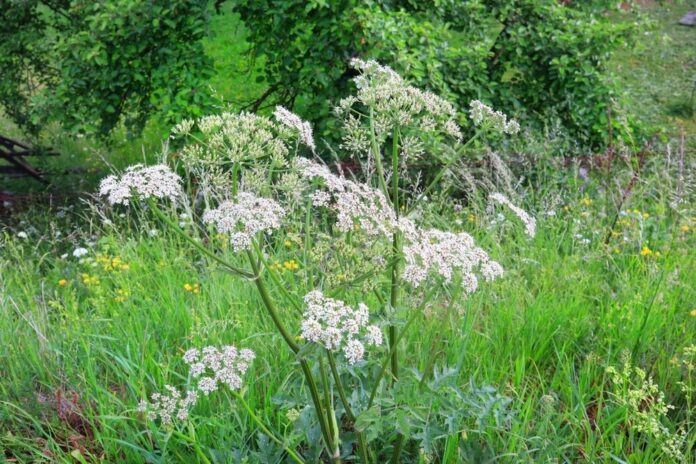 Wiesen-Bärenklau (Heracleum sphondylium) Wiesen-Bärenklau (Heracleum sphondylium)