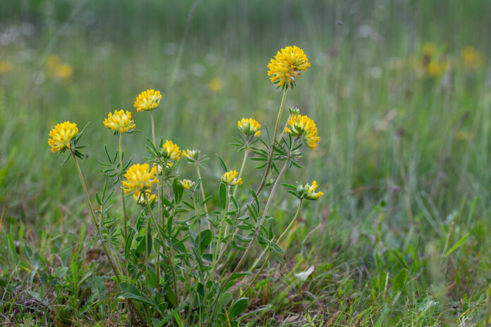 Wundklee (Anthyllis vulneraria) Wundklee (Anthyllis vulneraria)