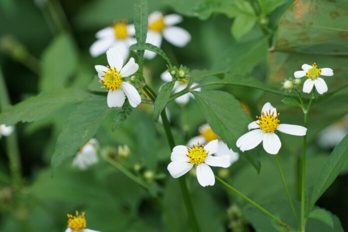 Zweizahn (Bidens) Zweizahn (Bidens)