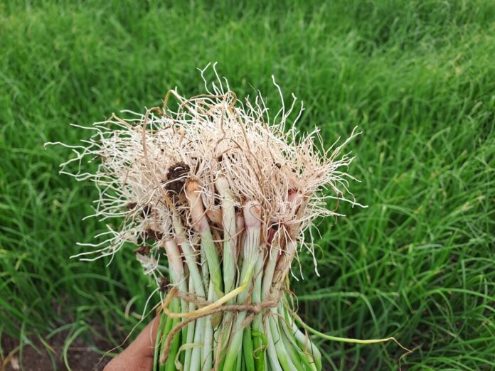 Zwiebel (Allium cepa) Zwiebel (Allium cepa)