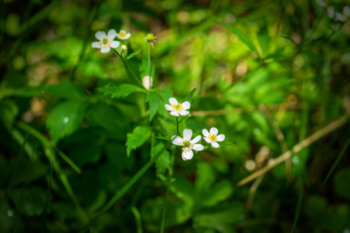 Eisenhutblättriger Hahnenfuß (Ranunculus aconitifolius) Eisenhutblättriger Hahnenfuß (Ranunculus aconitifolius)