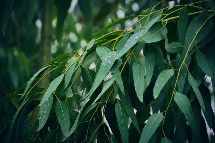 Eukalyptus (Myrtaceae)