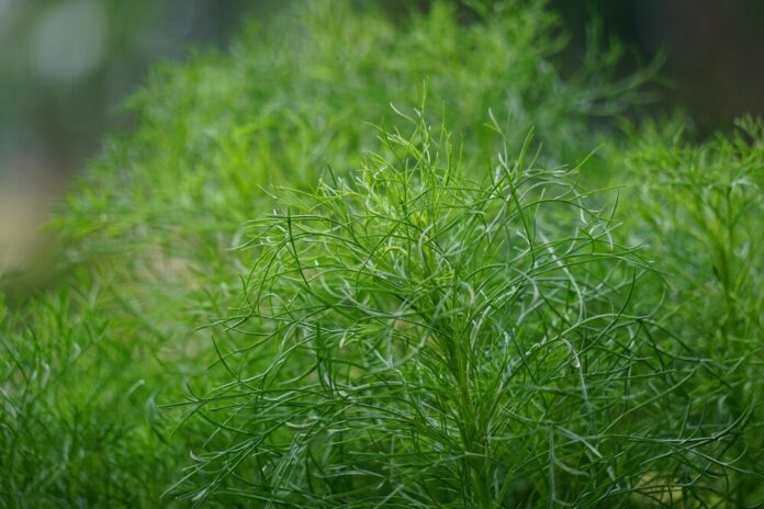 Fabianakraut (Artemisia abrotanum) Fabianakraut (Artemisia abrotanum)