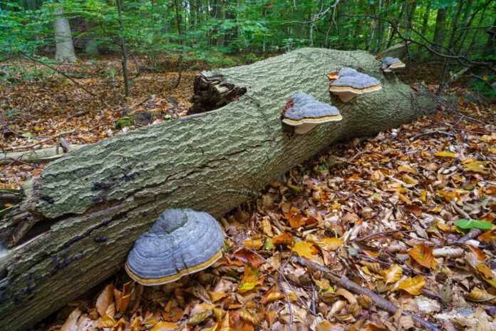 Fomes fomentarius Der Wundschwamm als Naturheilmittel Fomes fomentarius Der Wundschwamm als Naturheilmittel