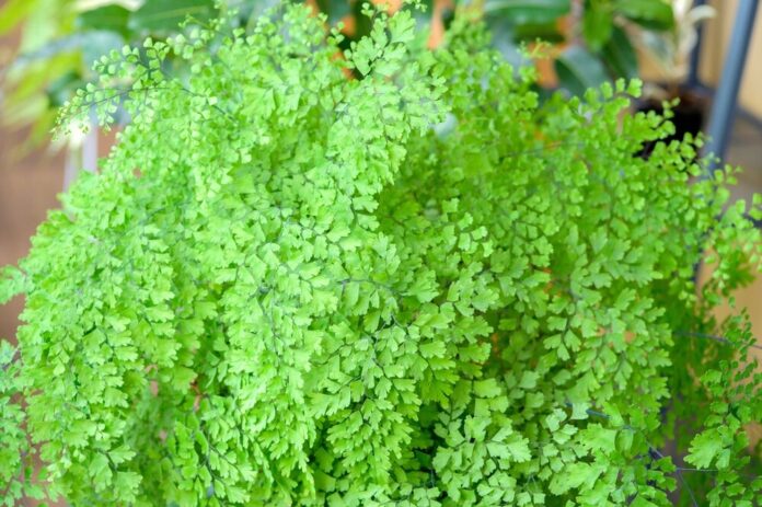 Frauenhaar (Adiantum capillus-veneris)
