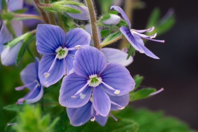 Gamander-Ehrenpreis (Veronica chamaedrys) Gamander-Ehrenpreis (Veronica chamaedrys)