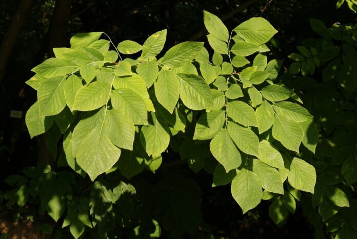 Gelbholz (Cladrastis lutea)