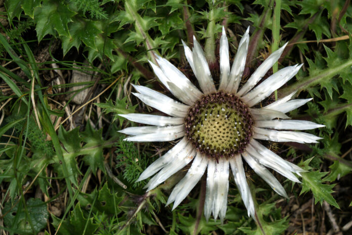 Golddistel (Carlina acaulis) Golddistel (Carlina acaulis)
