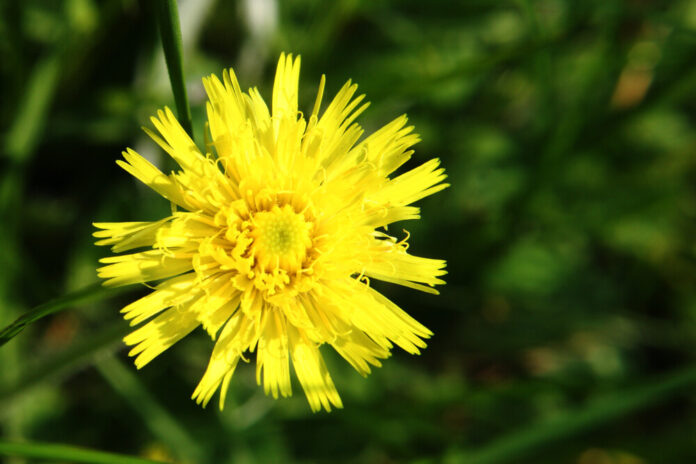 Habichtskraut (Hieracium)