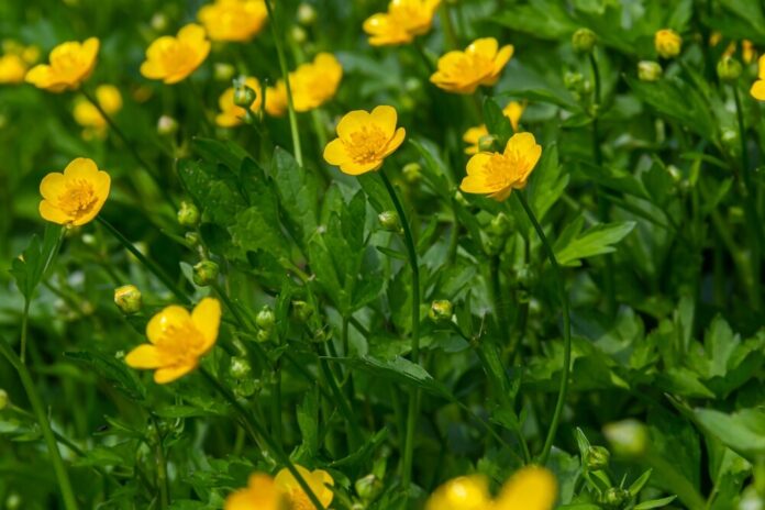 Hahnenfuß (Ranunculus) Hahnenfuß (Ranunculus)
