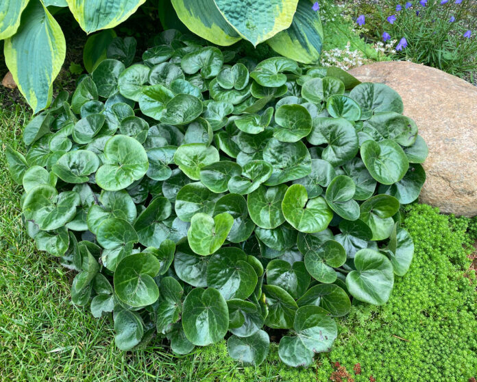Haselwurz (Asarum europaeum)