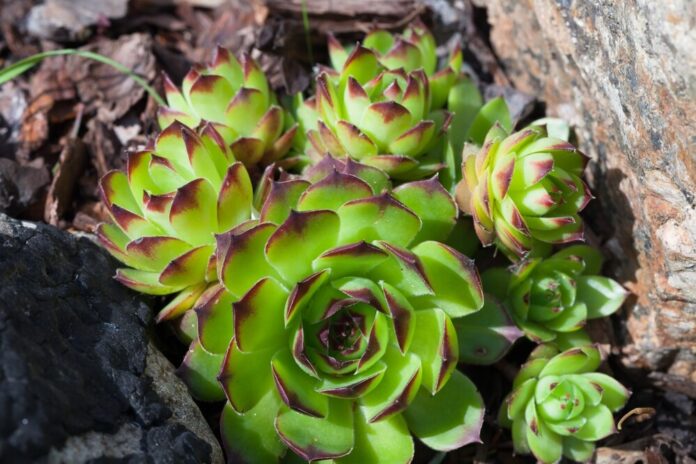 Hauswurz (Sempervivum spp.) Hauswurz (Sempervivum spp.)