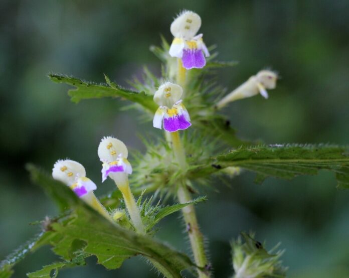 Hohlzahn (Galeopsis spp.) Hohlzahn (Galeopsis spp.)