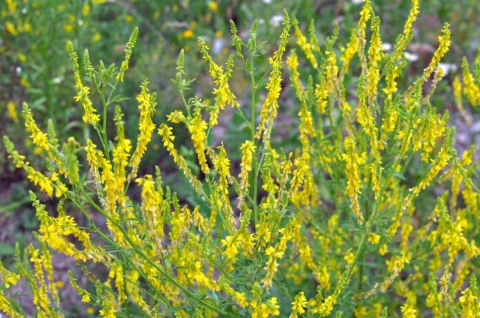 Honigklee (Melilotus officinalis) Honigklee (Melilotus officinalis)