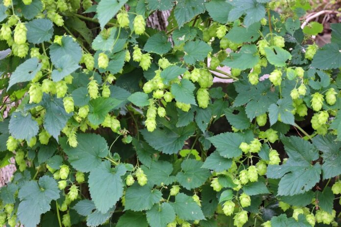 Hopfen (Humulus lupulus)