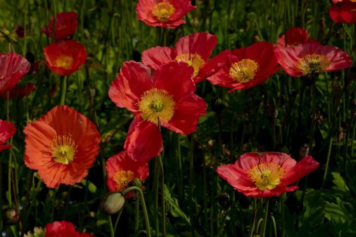 Islandmohn (Papaver nudicaule) Islandmohn (Papaver nudicaule)