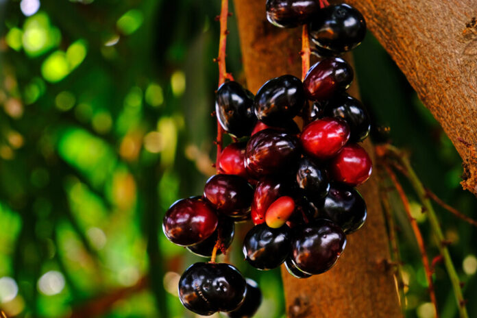 Jambul (Syzygium cumini) Jambul (Syzygium cumini)