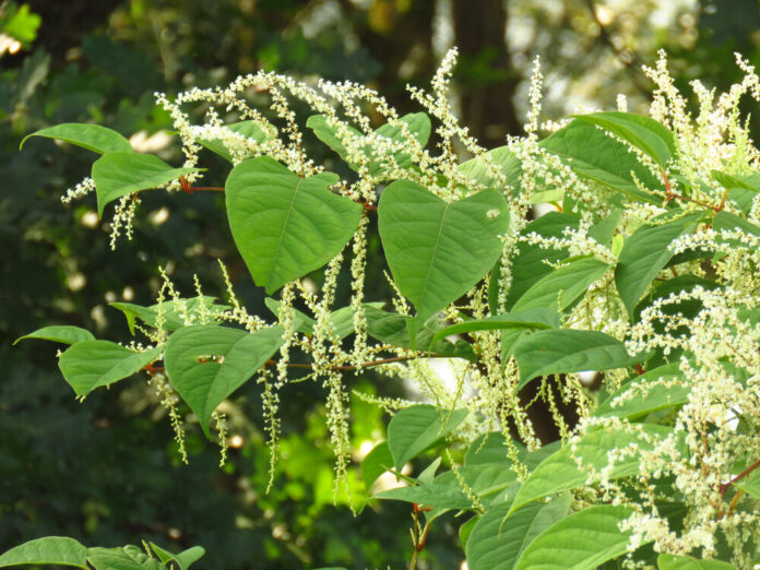 Japanischer Staudenknöterich (Fallopia japonica) Japanischer Staudenknöterich (Fallopia japonica)