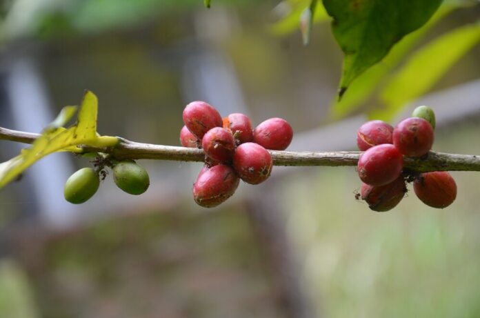 Kaffee (Coffea spp.) Kaffee (Coffea spp.)