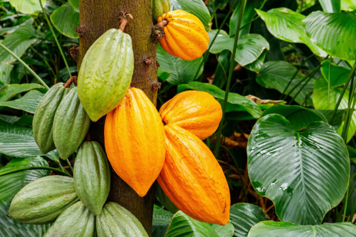 Kakao (Theobroma cacao) Kakao (Theobroma cacao)