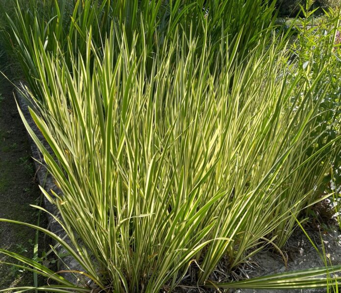 Kalmus (Acorus calamus) Kalmus (Acorus calamus)