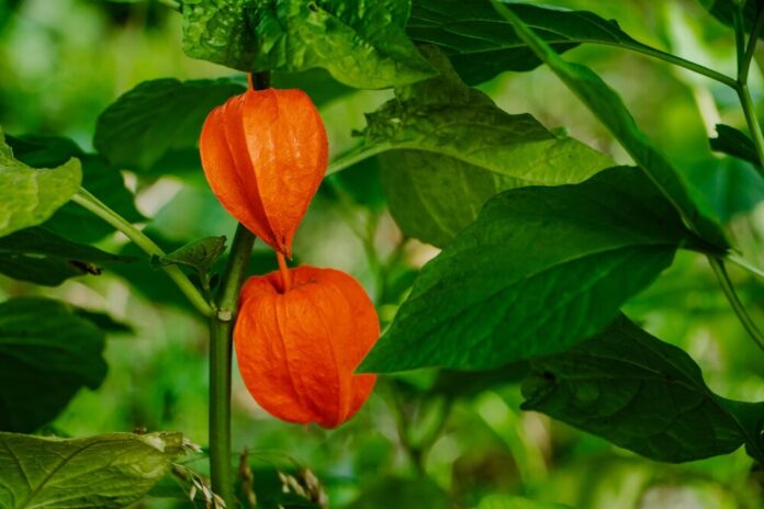 Kapstachelbeere (Physalis spp.)