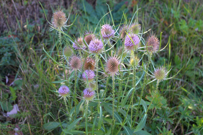 Karde (Dipsacus fullonum)