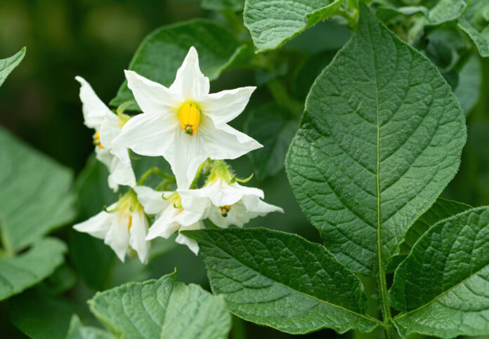 Kartoffel (Solanum tuberosum) Kartoffel (Solanum tuberosum)