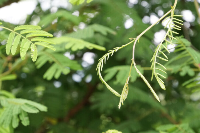 Katechu (Acacia catechu)