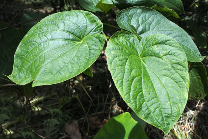 Kawa-Kawa (Piper methysticum)