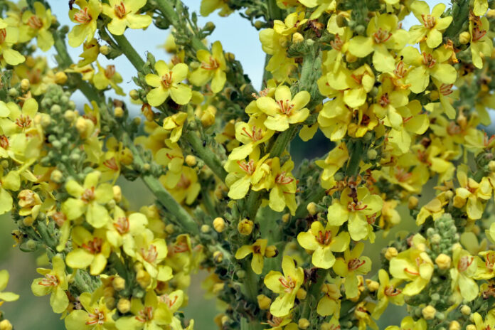 Königskerze (Verbascum spp.)