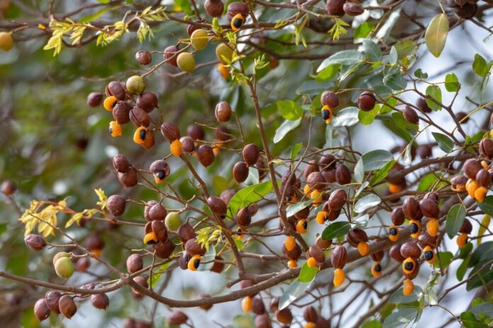 Kopaivabaum (Copaifera spp.) Kopaivabaum (Copaifera spp.)