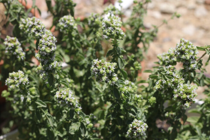 Kretischer Oregano (Origanum onites) Kretischer Oregano (Origanum onites)