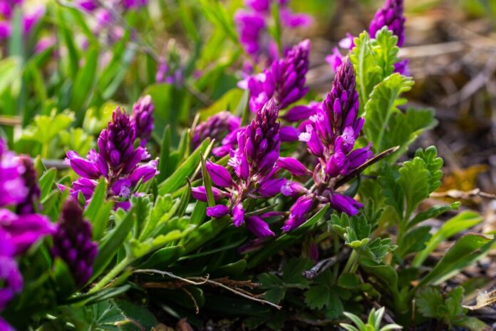 Kreuzblume (Polygala) Kreuzblume (Polygala)