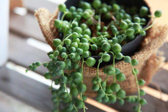 Kreuzkraut (Senecio) Kreuzkraut (Senecio)
