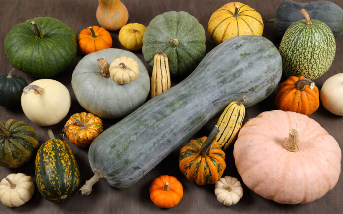 Kürbis (Cucurbita)