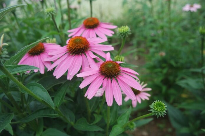 Kunigundenkraut (Echinacea) Kunigundenkraut (Echinacea)
