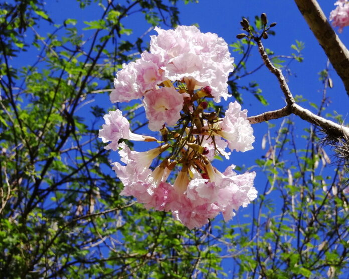Lapacho (Tabebuia impetiginosa)
