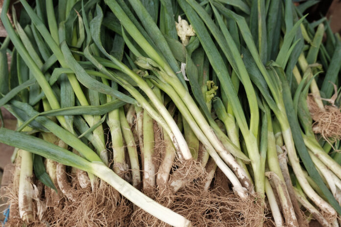 Lauch (Allium porrum)
