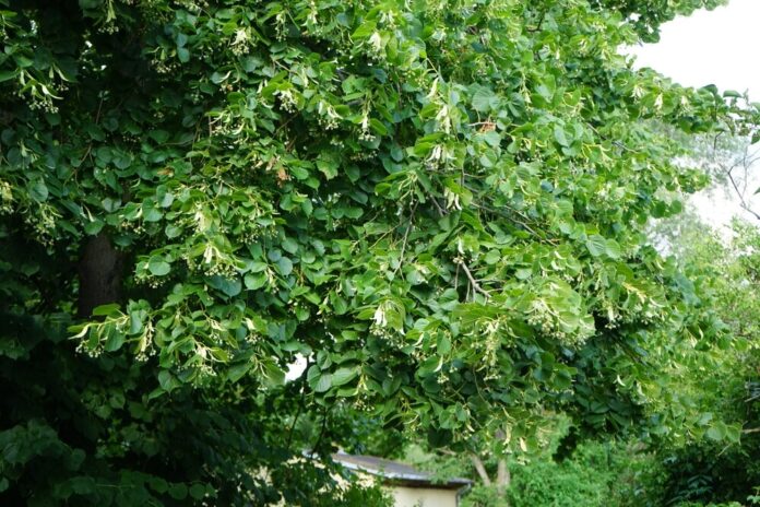 Linde (Tilia)