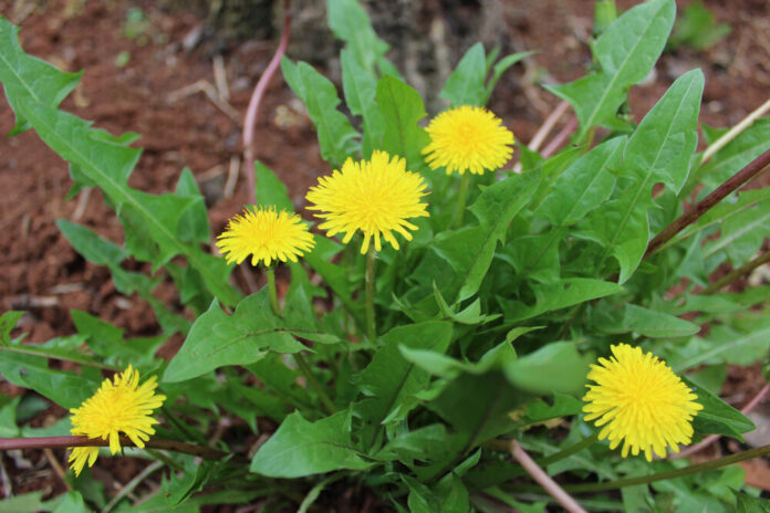 Löwenzahn (Taraxacum officinale) Löwenzahn (Taraxacum officinale)