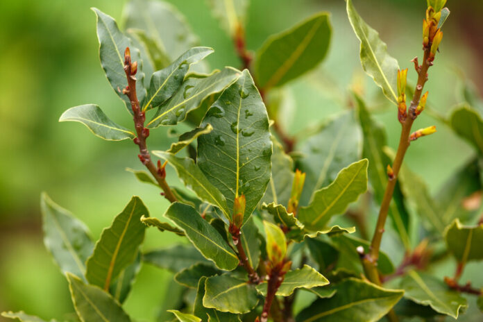 Lorbeer (Laurus nobilis)