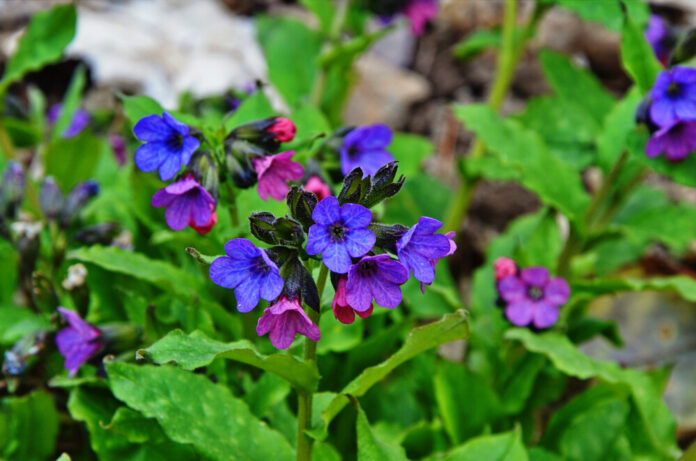 Lungenkraut (Pulmonaria officinalis) Lungenkraut (Pulmonaria officinalis)