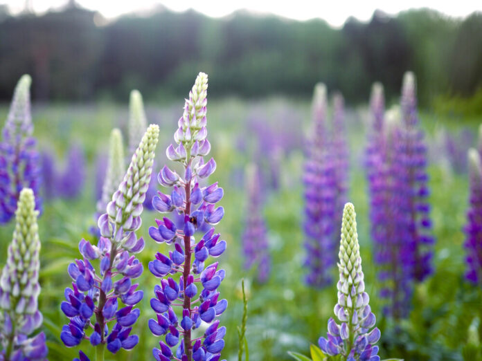 Lupine (Lupinus)