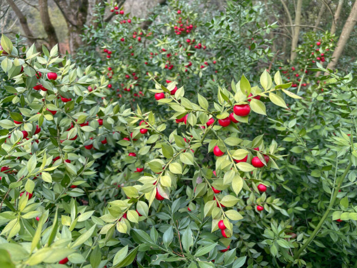 Mäusedorn (Ruscus aculeatus) Mäusedorn (Ruscus aculeatus)
