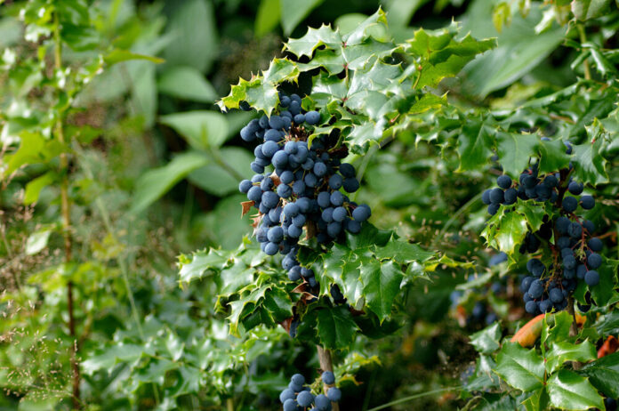 Mahonie (Mahonia) Mahonie (Mahonia)