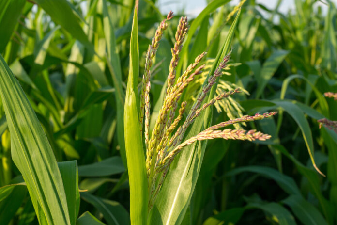 Mais (Zea mays)