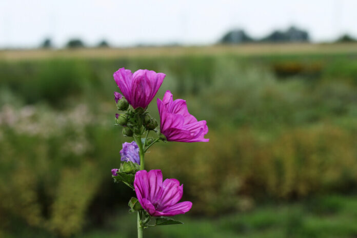 Malve (Malva spp.) Malve (Malva spp.)