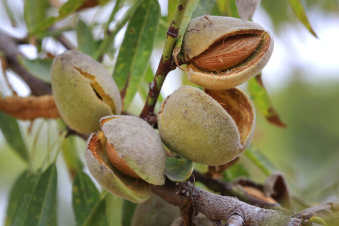Mandelbaum (Prunus dulcis)